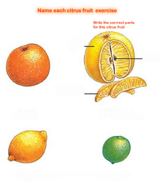 Citrus fruit exercise 